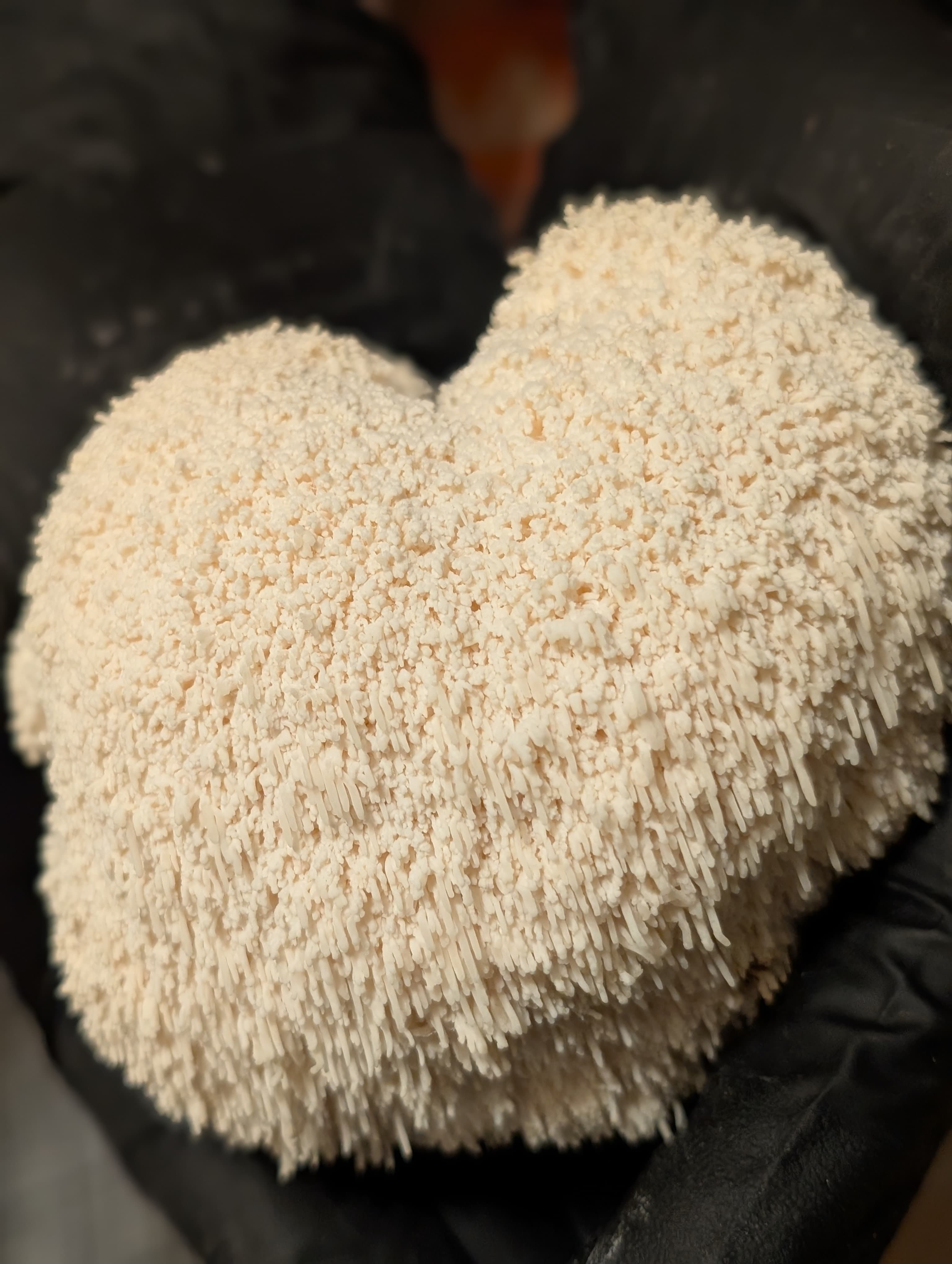 Gourmet Lion's Mane mushroom grown locally in Oklahoma City