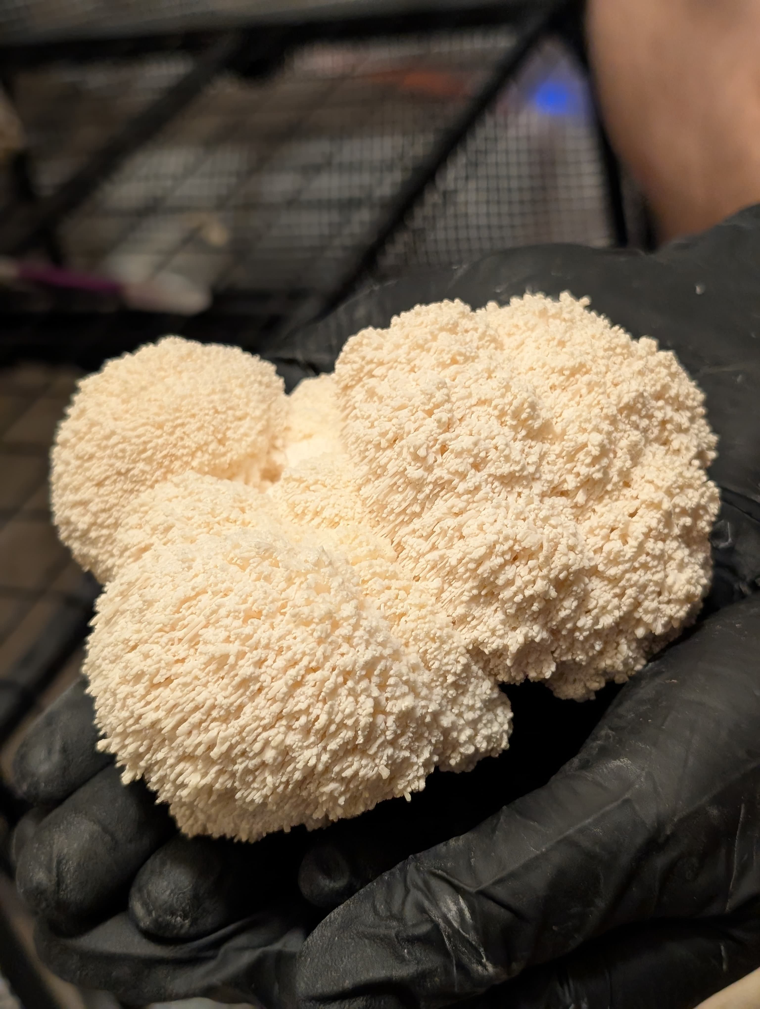 Fresh Lion's Mane mushroom cluster from a local Oklahoma City harvest