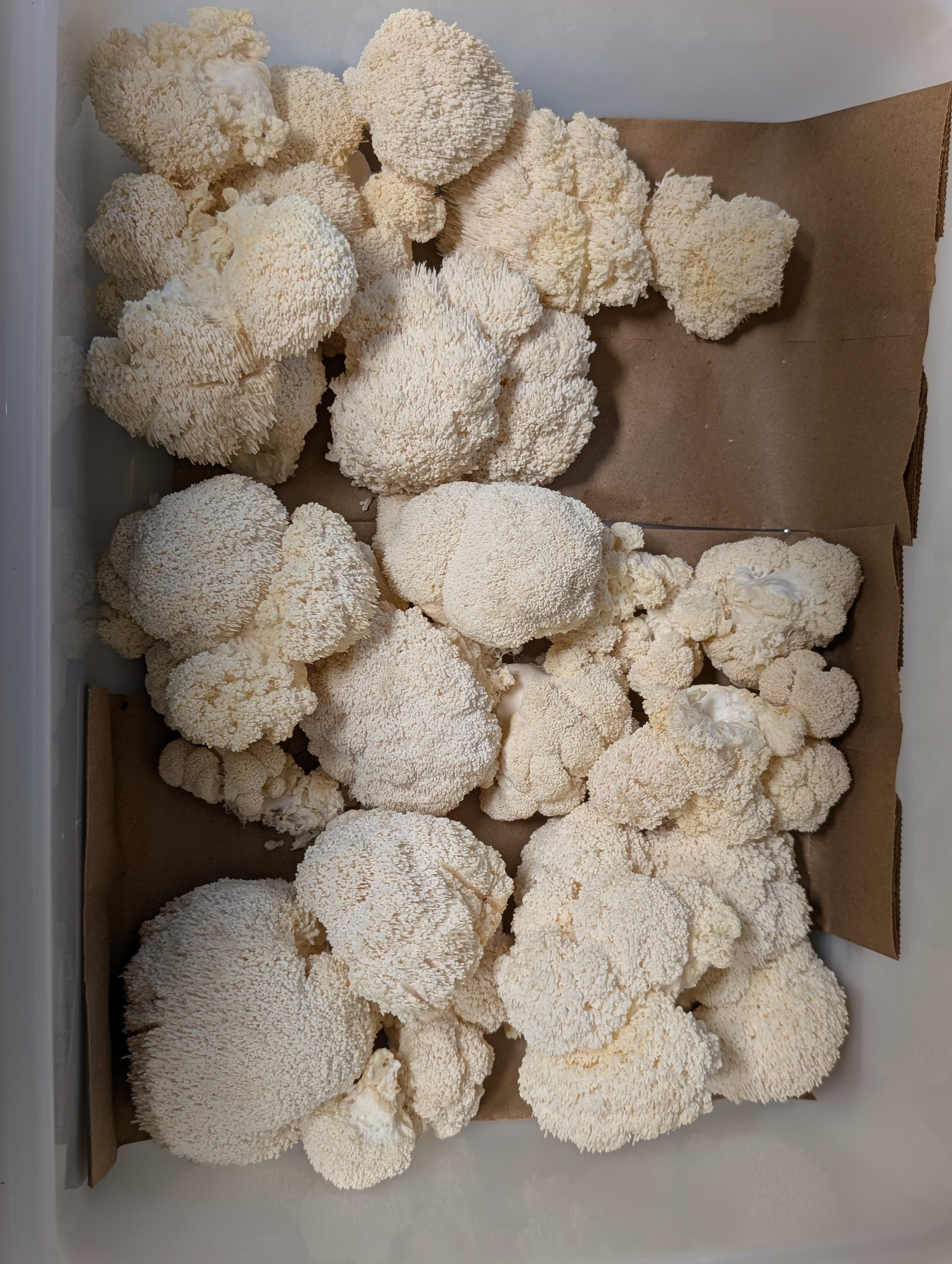 Freshly harvested Lion's Mane mushrooms in a harvest bin