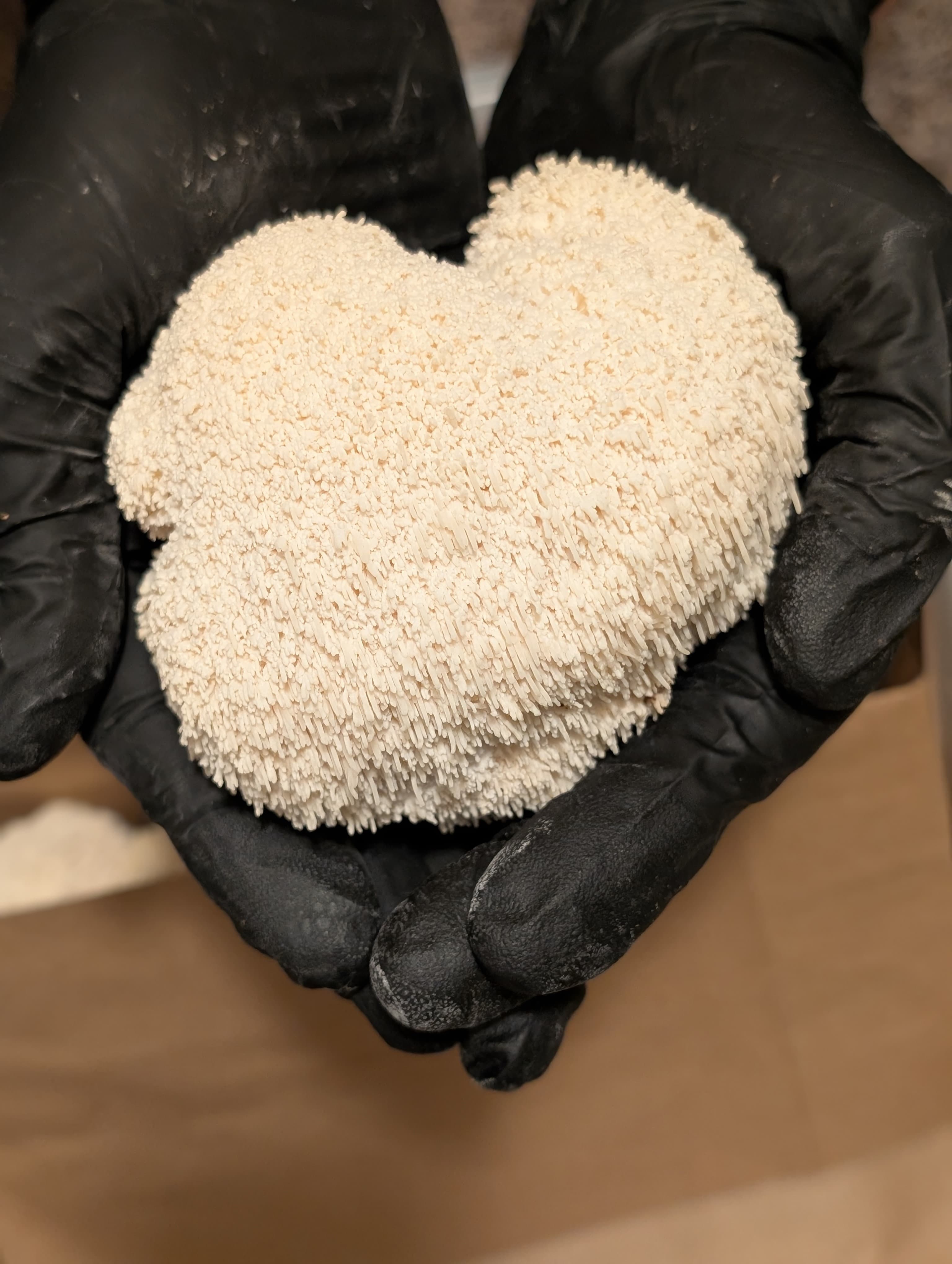 Fresh Lion's Mane mushroom grown by Spore & Spirit Co. in Oklahoma City